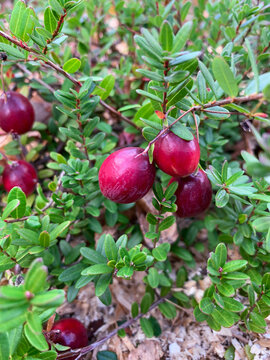 large cranberries  in the garden Food, medicinal herb