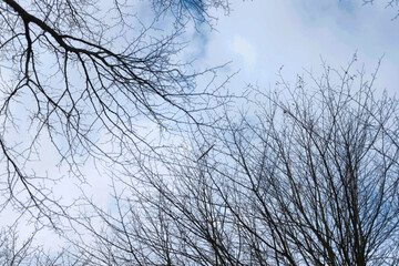 Fototapeta na wymiar Flying glider in the sky behind trees