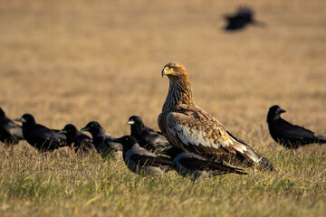 Eastern imperial eagle, aquila heliaca, with flock of crows sitting on the ground around. Feathered hunter resting on dry field in autumn. Winged predator surrounded with others birds.