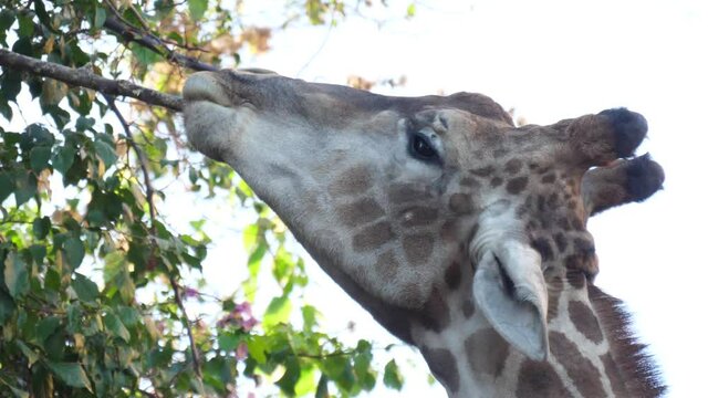 giraffe eating tree leaves 4k