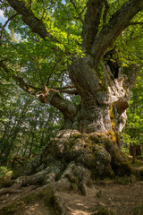 Obraz premium Millenary old oak in summer with a hollow and rotten trunk. Roblon de Estalaya (Cervera de Pisuerga, Palencia, Spain).
