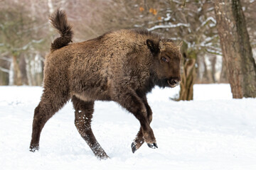 Young european bison, bison bonasus, running on snow in winter forest. Wisent calf jumping into the air in cold white environment from side view. Huge wild mammal with brown fur rushing.