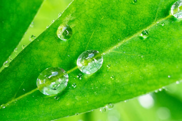 Dew on a leaf..