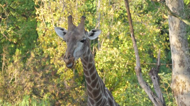 giraffe eating tree leaves 4k