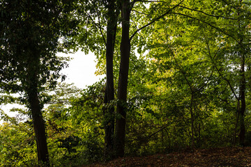 sun shining through trees