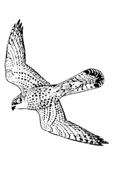Soaring Hawks clip art preview