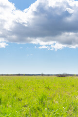 Fototapeta na wymiar field of grass and blue sky