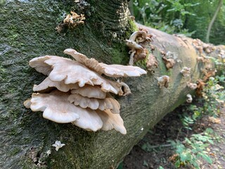 Variety of Topics including urban, nature, leisure, cityscapes and the countryside