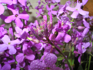 Obraz premium Night violet flowers with water droplets close up