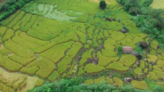 Rice Terraces in Doi inthanon national park in chiang Mai province, Thailand