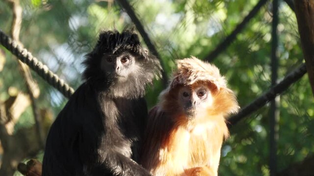 javan langur wildlife 4k