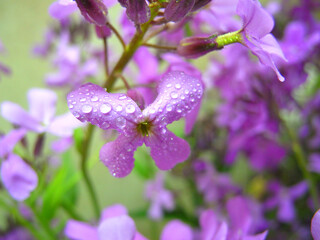 Fototapeta premium Night violet flowers with water droplets close up