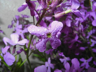 Night violet flowers with water droplets close up