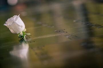 una rosa per ricordare tante persone