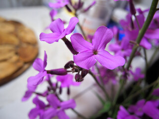 Night violet flowers with water droplets close up