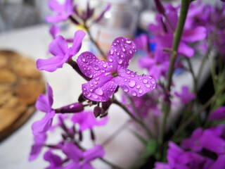 Fototapeta na wymiar Night violet flowers with water droplets close up