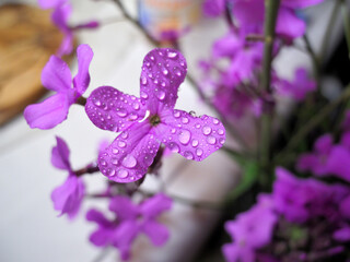 Night violet flowers with water droplets close up