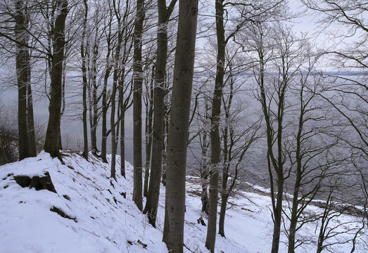Buchenwald an der Steilk&uuml;ste im Winter