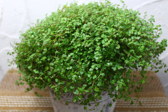 Bubikopf