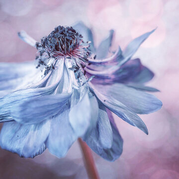 Faded Blue Anemone Flower With Bokeh Background