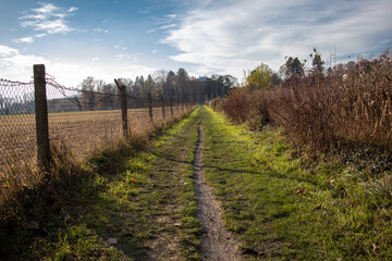 Fototapeta na wymiar Path between cornfields on a sunny autumn day