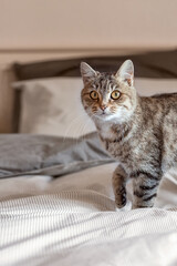 Cute gray tabby cat is standing on the bed at home. He waves his tail playfully.