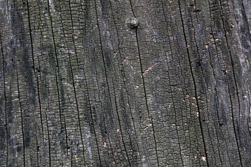 The bark texture of the old Sophora tree