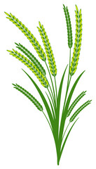 Graphic Vector Jasmine Rice, Thai Hom Mali Rice