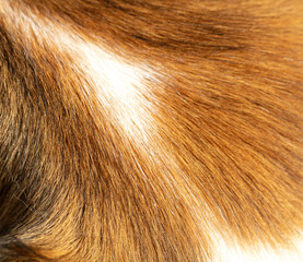 Animal fur closeup view. Red and white color dogs hair background, texture.