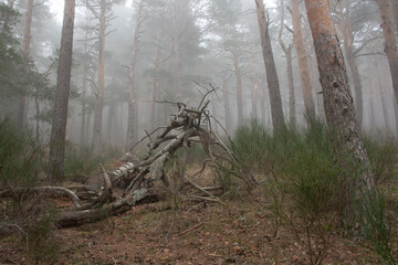 Landscapes and forests of Navacerrada