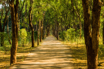 Fototapeta premium Various views of Punit Van park in Gandhinagar