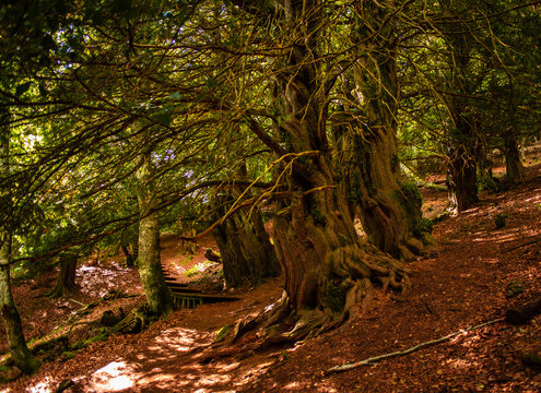 Path inside a forest of ancient yew trees in La Tejeda de Tosande, Palencia, Spain.