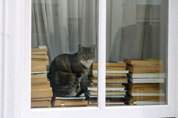 Cat and books in the window.