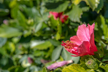 Very colorful red flower with an unfocused nature background