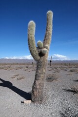 Giant cactus in North Argentina