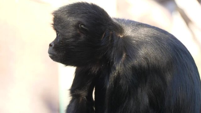 Colombian spider monkey on tree 4k