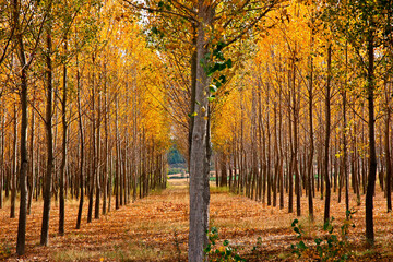 Obraz premium Colors of autumn, close to Fylakio village, municipality of Orestiada, Evros, Thrace (Thraki), Greece.