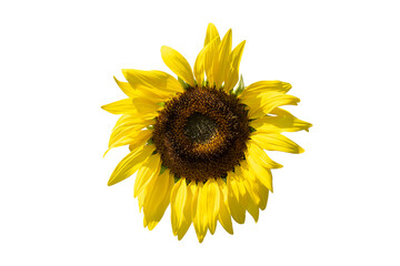 Sunflower  isolated on white background with clipping path