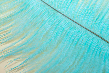 Blue feather texture. Feather background. Flat lay, top view