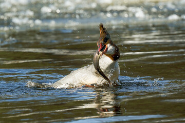 Common Merganser eats European river lamprey