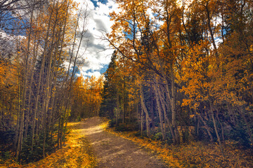 Fototapeta premium Fall Walk 