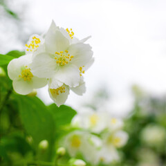 Twig with white jasmine flower in spring
