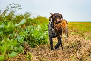Portrait of hunting dog with fetched pheasant © Amelandfoto