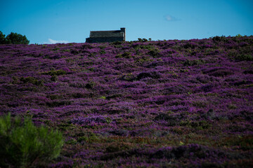 casa in controluce in un campo di lavanda