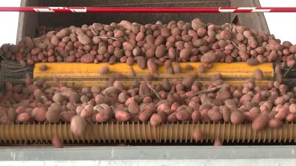 Trucks unload their load of potatoes onto a conveyor belt at a packing facility. Plant for sorting, processing and packaging potatoes.
