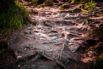 intreccio di radici in questa texture