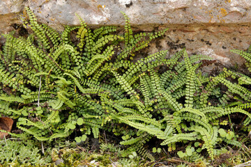 The maidenhair spleenwort (Asplenium trichomanes) is a small variable fern. It is a widespread and...