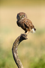 The little owl (Athene noctua) sitting on the branch. Little owl sitting on a branch from a yellow-yellow background of the Hungarian puzsta.