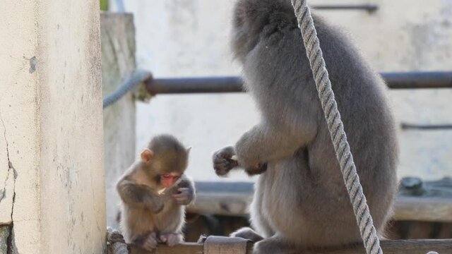 Japanese macaque monkey in zoo 4k