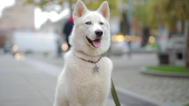 Husky dog with white fur and blue eyes sits on the street and examines
